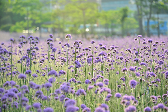 柳叶马鞭草