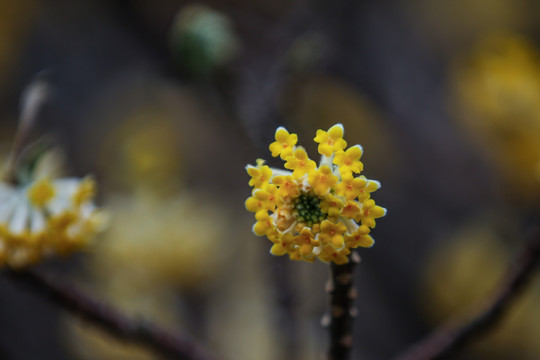 结香花一朵