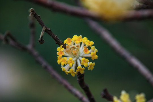 结香花