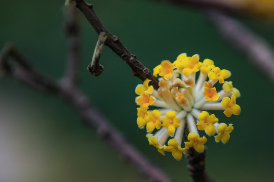枝头结香花