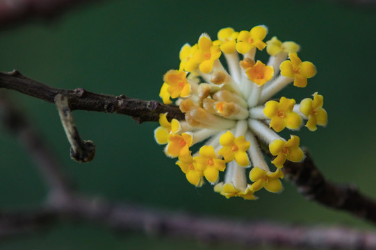 结香花