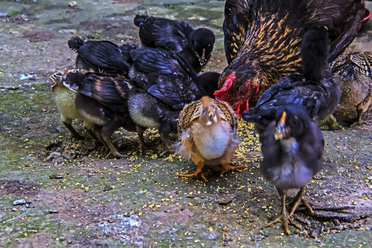 小鸡一家