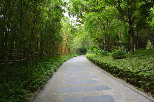 林荫小道