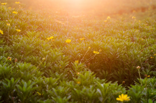 夕阳下的花草