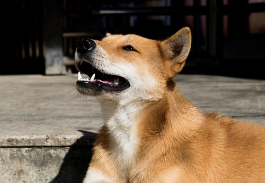 黄毛狗 大黄狗