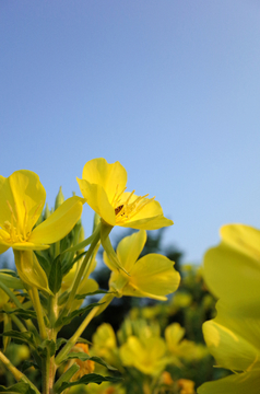 蜜蜂采蜜