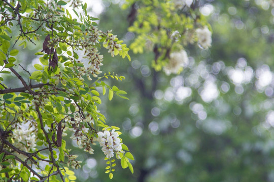 槐树槐花