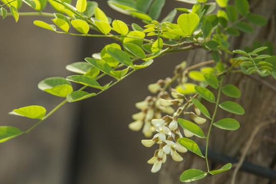 槐树槐花