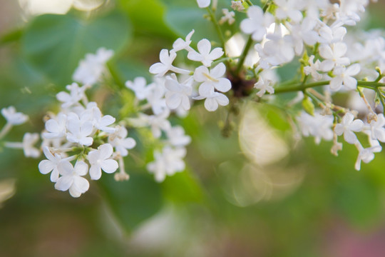 丁香花