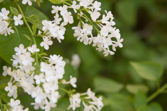 丁香花