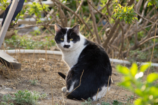 小野猫