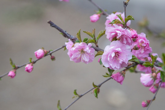 盛开的樱花