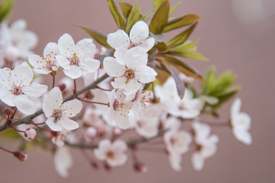 盛开的日本樱花瓣