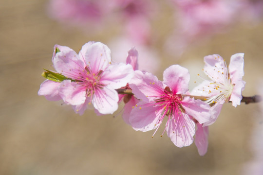 粉色桃花盛开