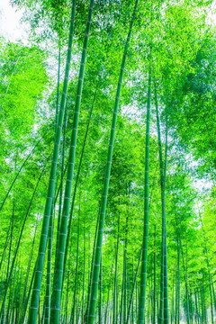 竹林 竹子
