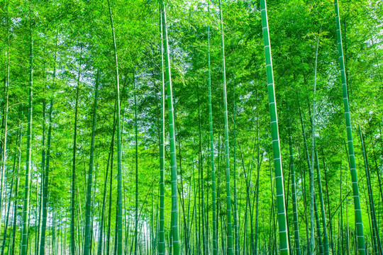 竹林 竹子