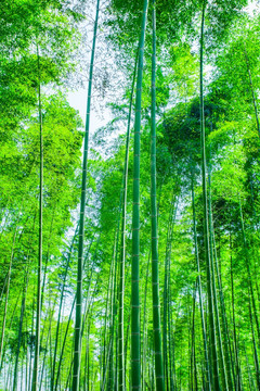 竹林 竹子
