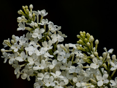 丁香花