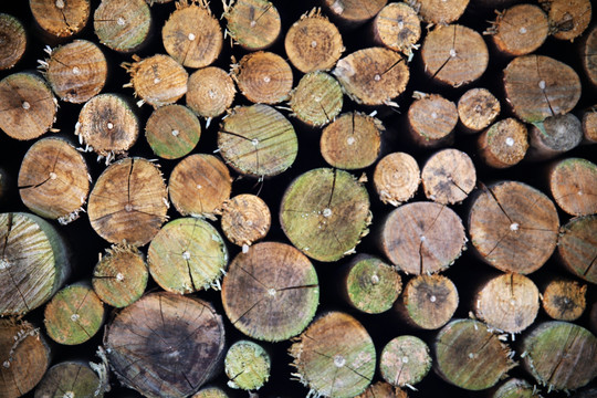 原木堆 木材  木头截面