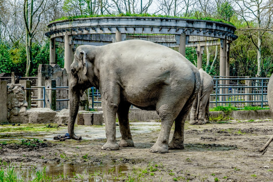 大象高清 动物园 观赏动物 保