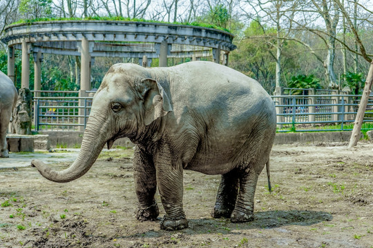 大象高清 动物园 观赏动物 保