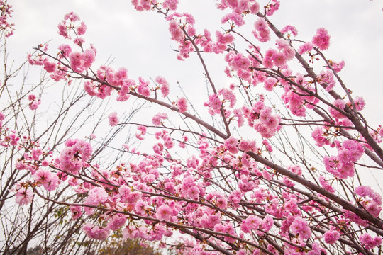 粉红色樱花