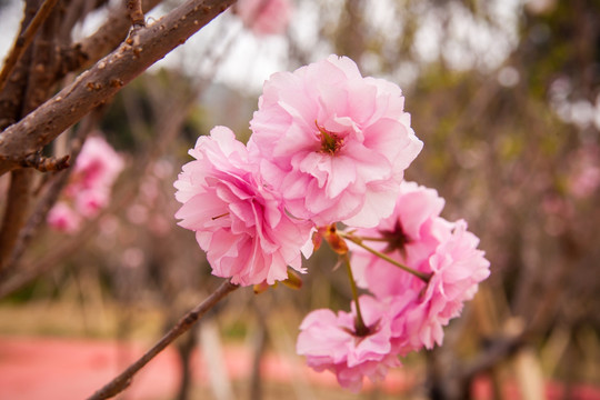 粉红色樱花特写