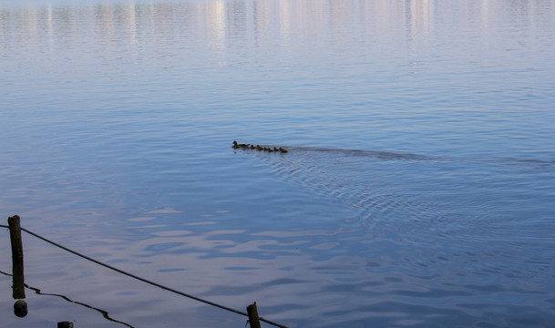 西湖里畅游的水鸭