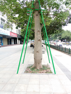 大树