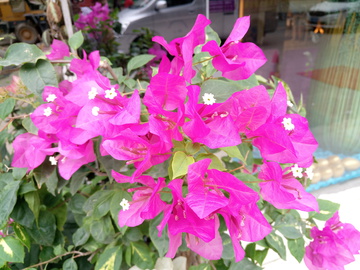 花叶