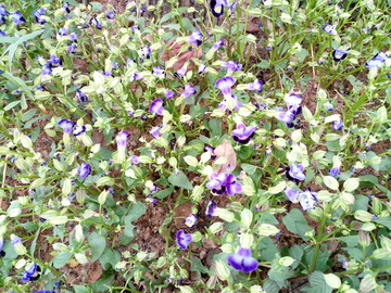 紫花地丁