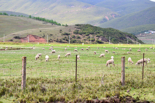 草原牧场