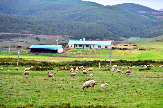 草原牧场