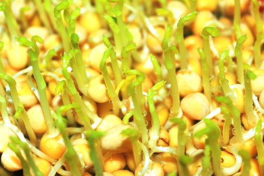 豌豆芽生长发育期