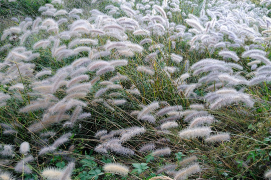 野草地