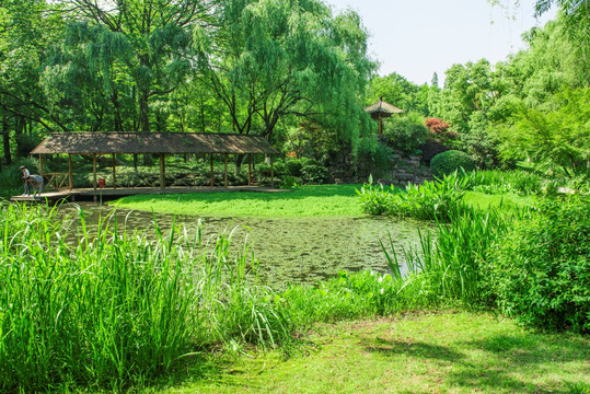 园林 风景 池塘