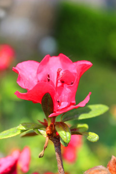 杜鹃花