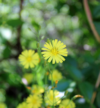 苦荬菜花