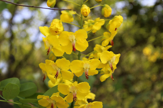 云实花