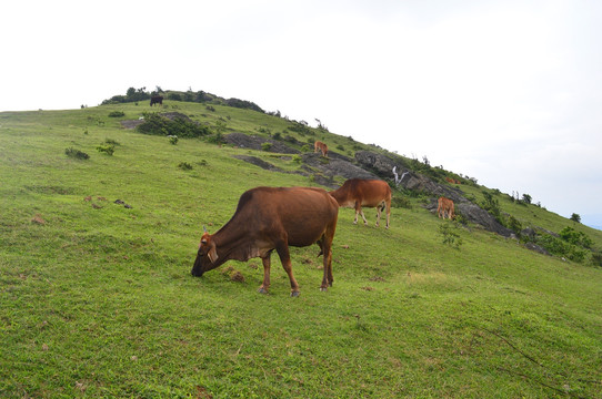 高山草场