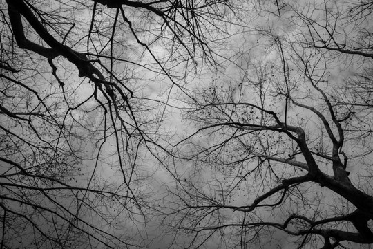 黑白树 树剪影 树枝线条 树枝