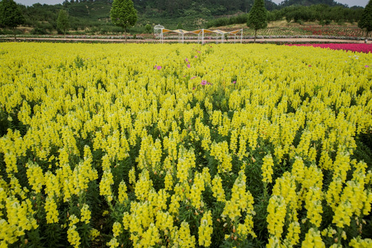 花田