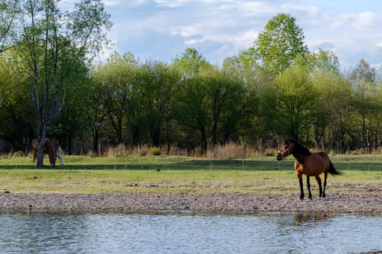初夏河边吃草的马