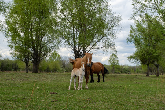 树林里马和小马驹