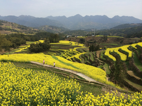 油菜花开满山