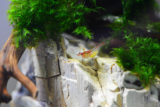 观赏虾 米虾 鱼缸 水晶 莫斯