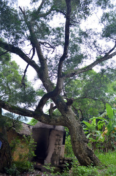 台湾相思树