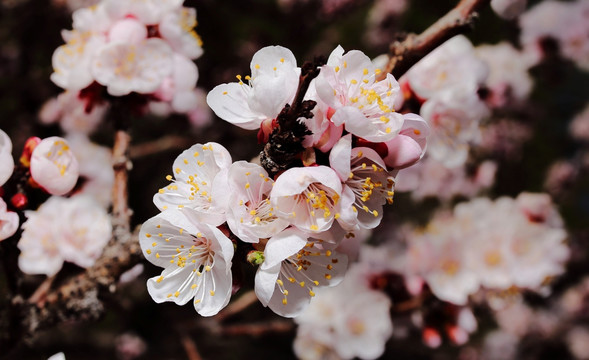 梅花