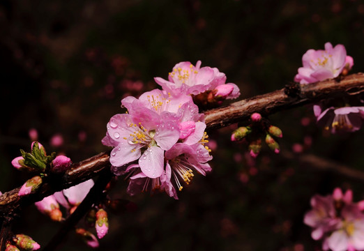 梅花