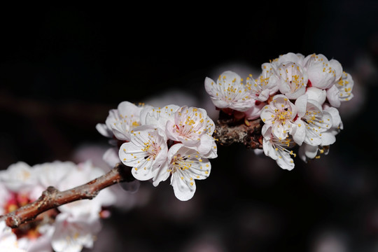 梅花